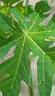 http://c328301.r1.cf1.rackcdn.com/PPI144093S.jpg