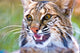 http://c328301.r1.cf1.rackcdn.com/PPI147896.jpg