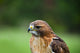 http://c328301.r1.cf1.rackcdn.com/PPI148890S.jpg