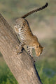 Leopard on tree in Ndutu, Ngorongoro Conservation Area, Tanzania