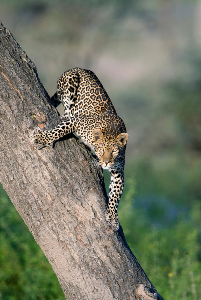 Leopard on tree in Ndutu, Ngorongoro Conservation Area, Tanzania poster print.