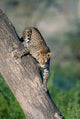 Leopard on tree in Ndutu, Ngorongoro Conservation Area, Tanzania poster print.