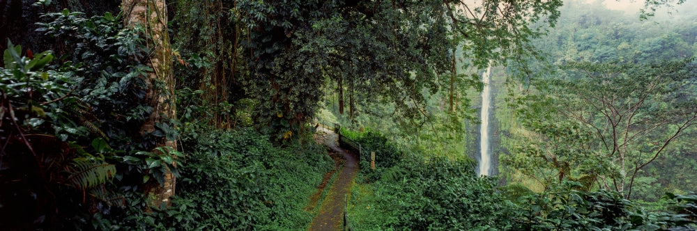 Akaka Falls Poster Print showcasing the lush greenery and waterfall in a forest setting.
