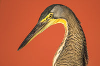 Bare-Throated Tiger Heron poster print featuring vibrant colors and tropical scenery from Tortuguero, Costa Rica.