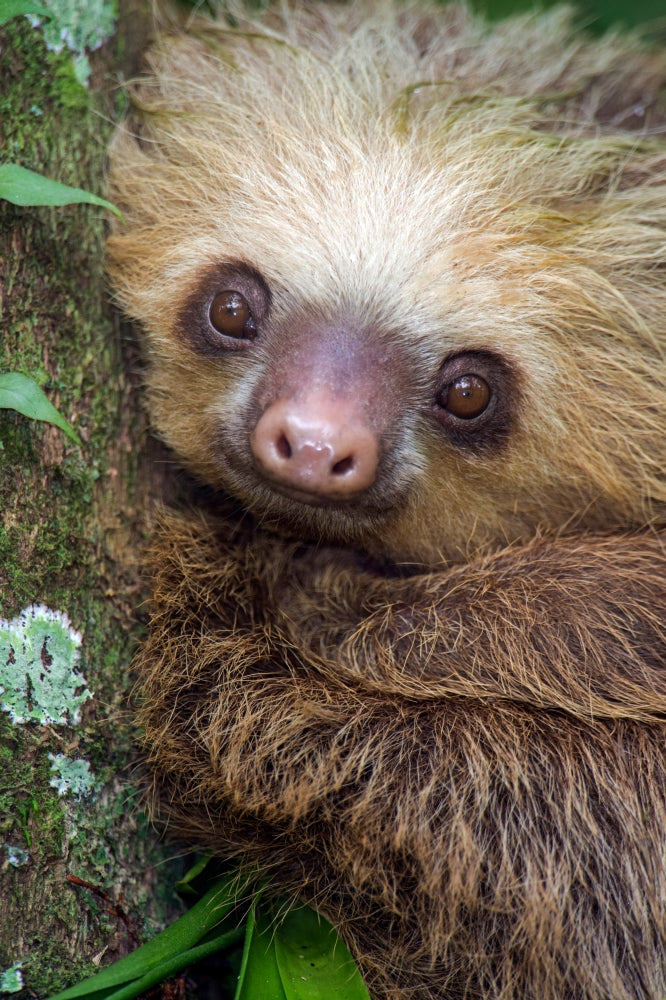 Two-Toed Sloth Poster Print from Tortuguero, Costa Rica