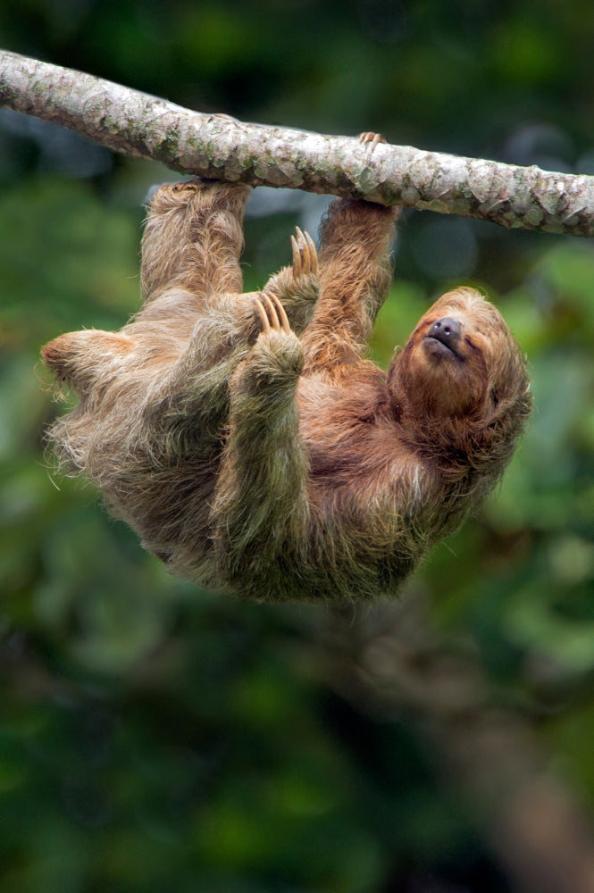 Three-Toed Sloth (Bradypus tridactylus) hanging on branch in Sarapiqui, Costa Rica poster print.