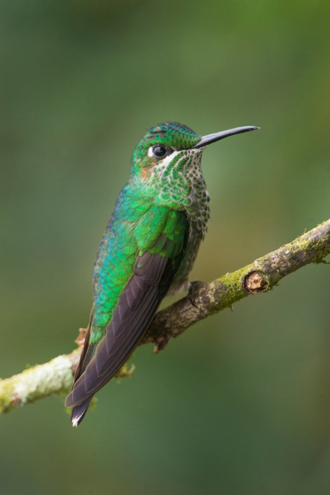 Green-Crowned Brilliant (Heliodoxa jacula) poster print featuring a vibrant hummingbird from Costa Rica.