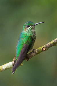 Green-Crowned Brilliant (Heliodoxa jacula) poster print featuring a vibrant hummingbird from Costa Rica.