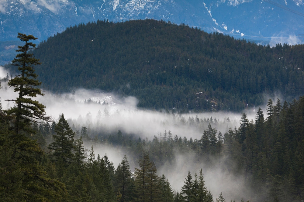 Trees in a Forest Poster Print from Garibaldi Park, British Columbia