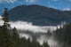 Trees in a Forest Poster Print from Garibaldi Park, British Columbia