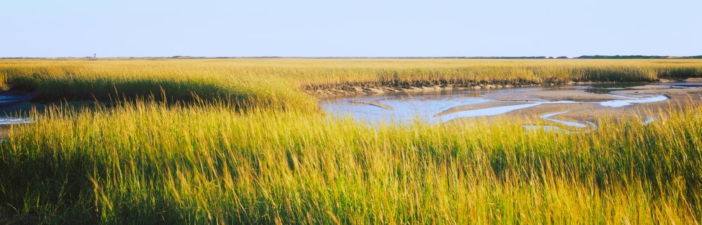 View of Crop in the Field Poster Print from Cape Cod, Massachusetts