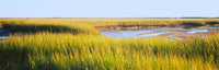 View of Crop in the Field Poster Print from Cape Cod, Massachusetts
