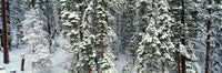 http://c328301.r1.cf1.rackcdn.com/PPI160665L.jpg
