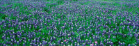 http://c328301.r1.cf1.rackcdn.com/PPI160866L.jpg