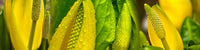 http://c328301.r1.cf1.rackcdn.com/PPI162628L.jpg