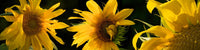 http://c328301.r1.cf1.rackcdn.com/PPI162633L.jpg