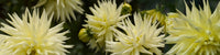 http://c328301.r1.cf1.rackcdn.com/PPI162663S.jpg