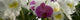 http://c328301.r1.cf1.rackcdn.com/PPI162667S.jpg