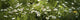 http://c328301.r1.cf1.rackcdn.com/PPI164489S.jpg