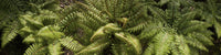 http://c328301.r1.cf1.rackcdn.com/PPI164490S.jpg