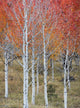 http://c328301.r1.cf1.rackcdn.com/PPI166161S.jpg