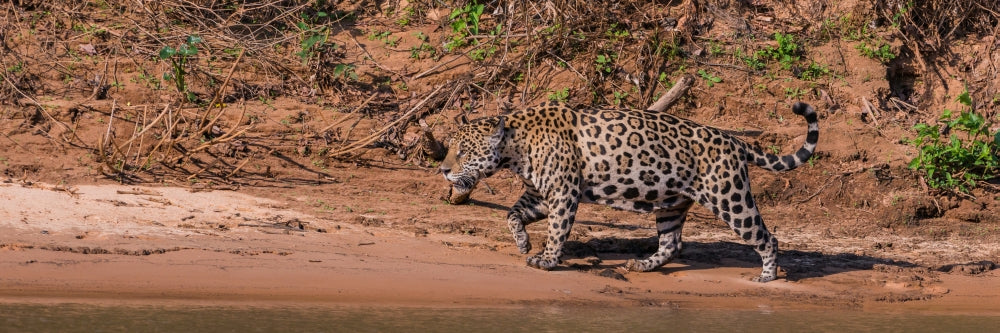 Jaguar walking in a forest at Cuiaba River, Pantanal, Brazil poster print