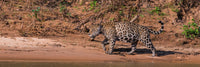 Jaguar walking in a forest at Cuiaba River, Pantanal, Brazil poster print