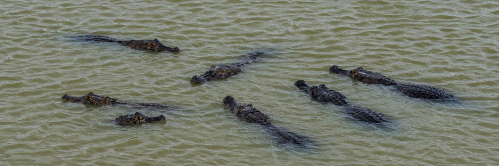 Elevated view of Yacare Caimans in Pantanal Wetlands river
