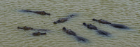 Elevated view of Yacare Caimans in Pantanal Wetlands river