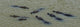 Elevated view of Yacare Caimans in Pantanal Wetlands river