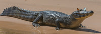 Close-up of Yacare Caimans with butterfly on snout in Pantanal Wetlands, Brazil.
