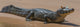 Close-up of Yacare Caimans with butterfly on snout in Pantanal Wetlands, Brazil.