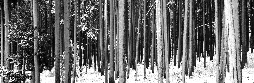 Lodgepole Pines and Snow poster print showcasing Grand Teton National Park