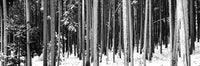 Lodgepole Pines and Snow poster print showcasing Grand Teton National Park