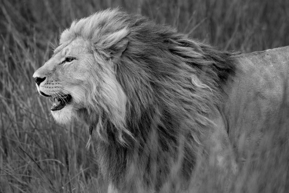Side profile of a lion in a forest, Ngorongoro Conservation Area, Tanzania poster print.