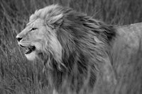 Side profile of a lion in a forest, Ngorongoro Conservation Area, Tanzania poster print.
