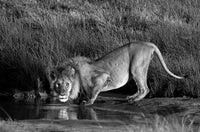 Lion drinking water in Ngorongoro Conservation Area poster print.