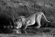 Lion drinking water in Ngorongoro Conservation Area poster print.