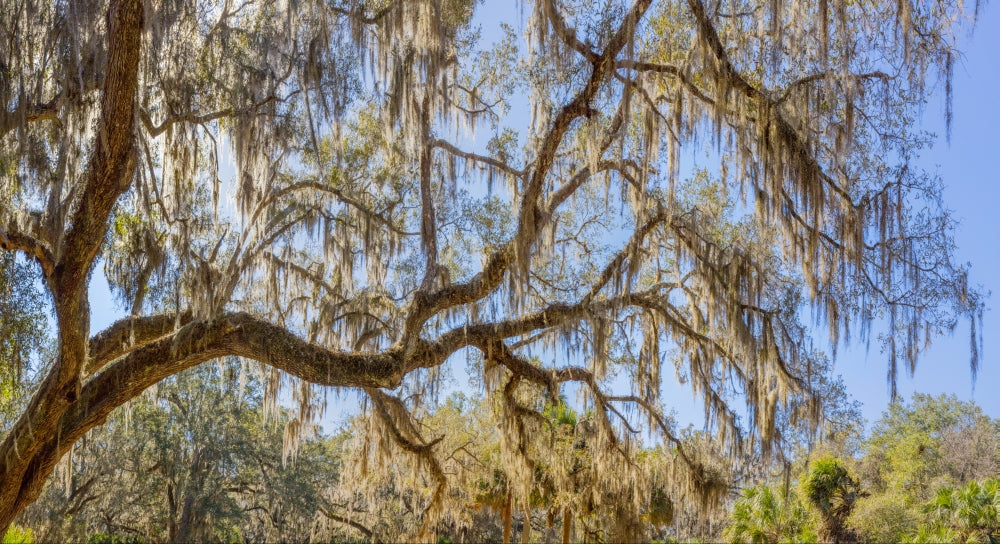 Low angle view of Spanish Moss tree in Florida, USA Poster Print