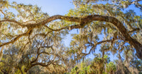 Spanish Moss tree poster print showcasing low angle view in Florida, USA.