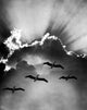 Birds in Sky Flying Clouds Poster Print from Vintage Collection