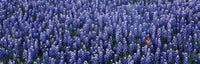 http://c328301.r1.cf1.rackcdn.com/PPI31845S.jpg