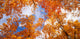 http://c328301.r1.cf1.rackcdn.com/PPI39266S.jpg