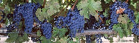 http://c328301.r1.cf1.rackcdn.com/PPI47756S.jpg