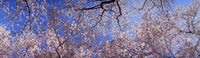 http://c328301.r1.cf1.rackcdn.com/PPI50070L.jpg