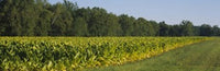 http://c328301.r1.cf1.rackcdn.com/PPI52263L.jpg