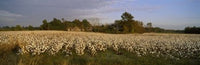 http://c328301.r1.cf1.rackcdn.com/PPI60388S.jpg