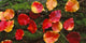 http://c328301.r1.cf1.rackcdn.com/PPI65021S.jpg