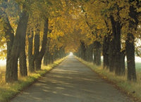 http://c328301.r1.cf1.rackcdn.com/PPI66462L.jpg