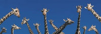 http://c328301.r1.cf1.rackcdn.com/PPI69673L.jpg